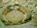 scuba diving photo