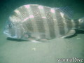 scuba diving photo