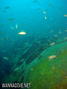 scuba diving photo