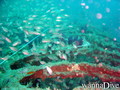 scuba diving photo