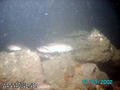scuba diving photo