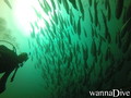 scuba diving photo