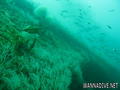 scuba diving photo
