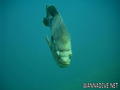 scuba diving photo