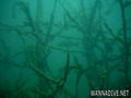 scuba diving photo