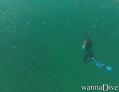 scuba diving photo