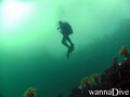 scuba diving photo