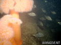 scuba diving photo