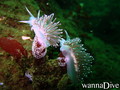 scuba diving photo