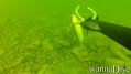 scuba diving photo