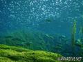 scuba diving photo