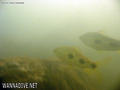 scuba diving photo