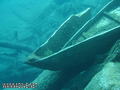 scuba diving photo