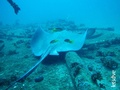 scuba diving photo