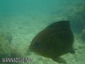 scuba diving photo