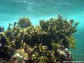 scuba diving photo