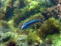scuba diving photo