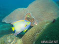 scuba diving photo