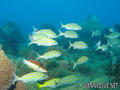 scuba diving photo