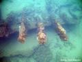 scuba diving photo