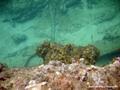 scuba diving photo