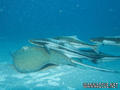 scuba diving photo