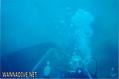 scuba diving photo