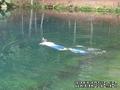 scuba diving photo