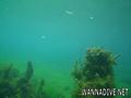 scuba diving photo