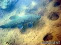 scuba diving photo