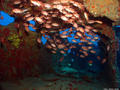 scuba diving photo
