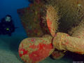 scuba diving photo
