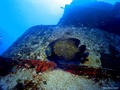 scuba diving photo
