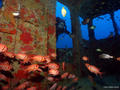 scuba diving photo