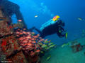 scuba diving photo