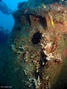 scuba diving photo