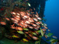 scuba diving photo
