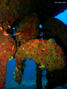 scuba diving photo