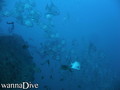 scuba diving photo