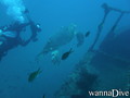 scuba diving photo