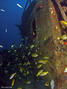 scuba diving photo