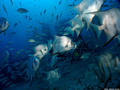 scuba diving photo