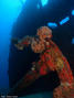 scuba diving photo