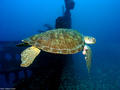 scuba diving photo