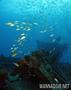 scuba diving photo