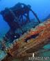 scuba diving photo