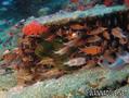scuba diving photo