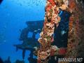 scuba diving photo