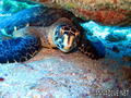 scuba diving photo