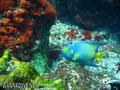scuba diving photo